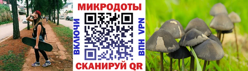 Псилоцибиновые грибы Psilocybe Пыть-Ях